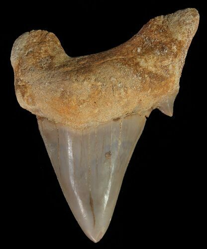 Otodus Shark Tooth Fossil - Eocene #67227